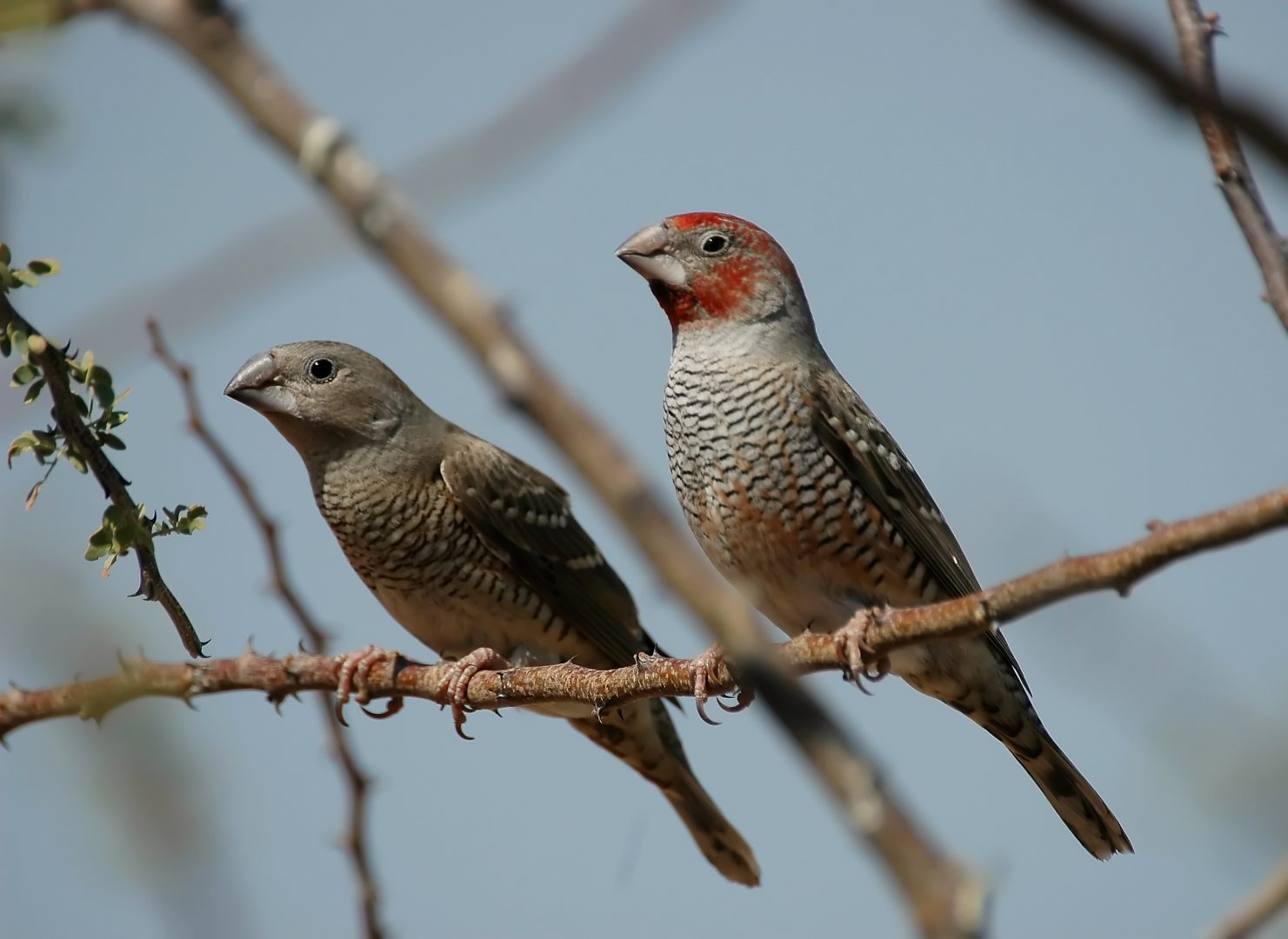 Amadina erythrocephala