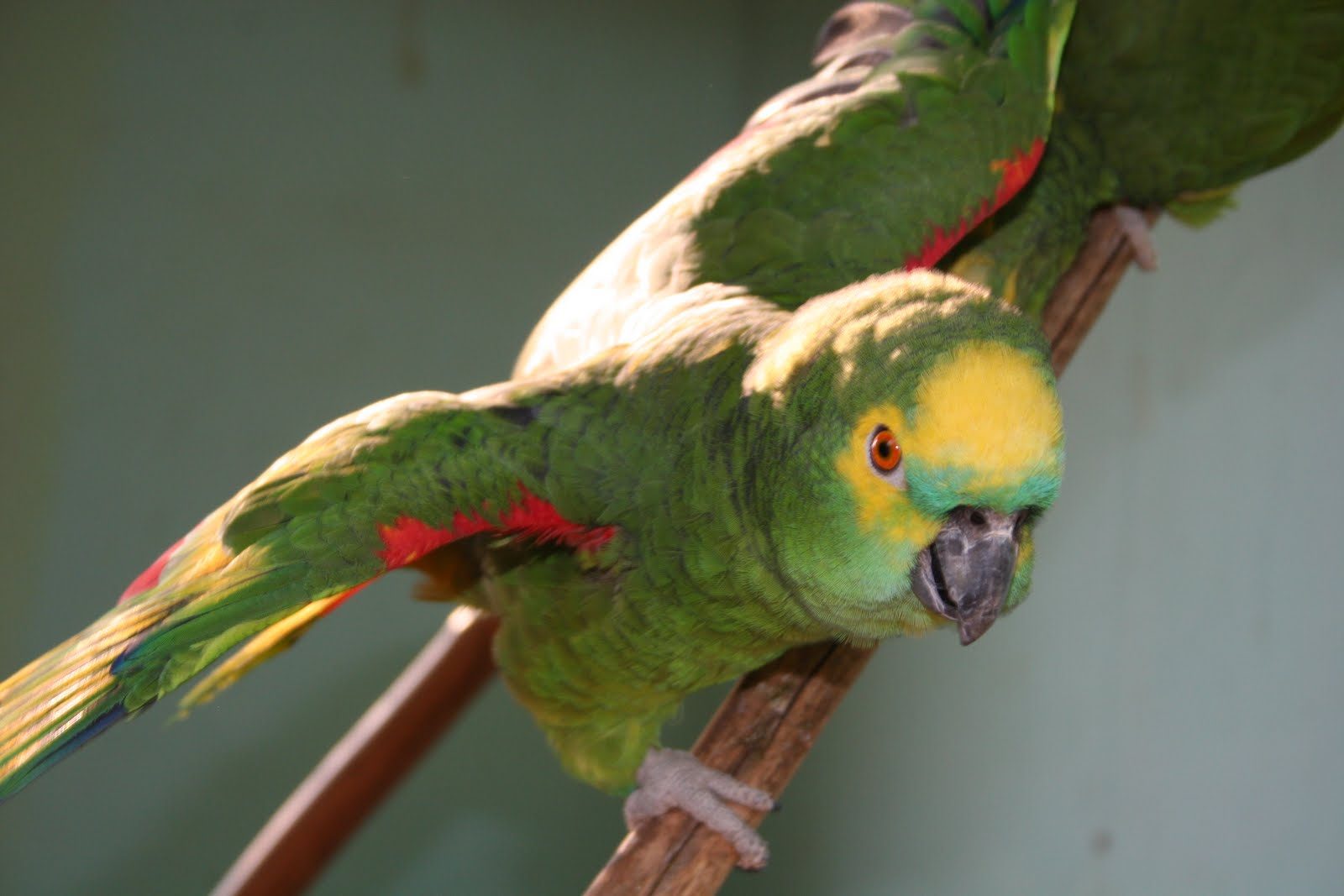 Amazona de frente Azul con las alas abiertas