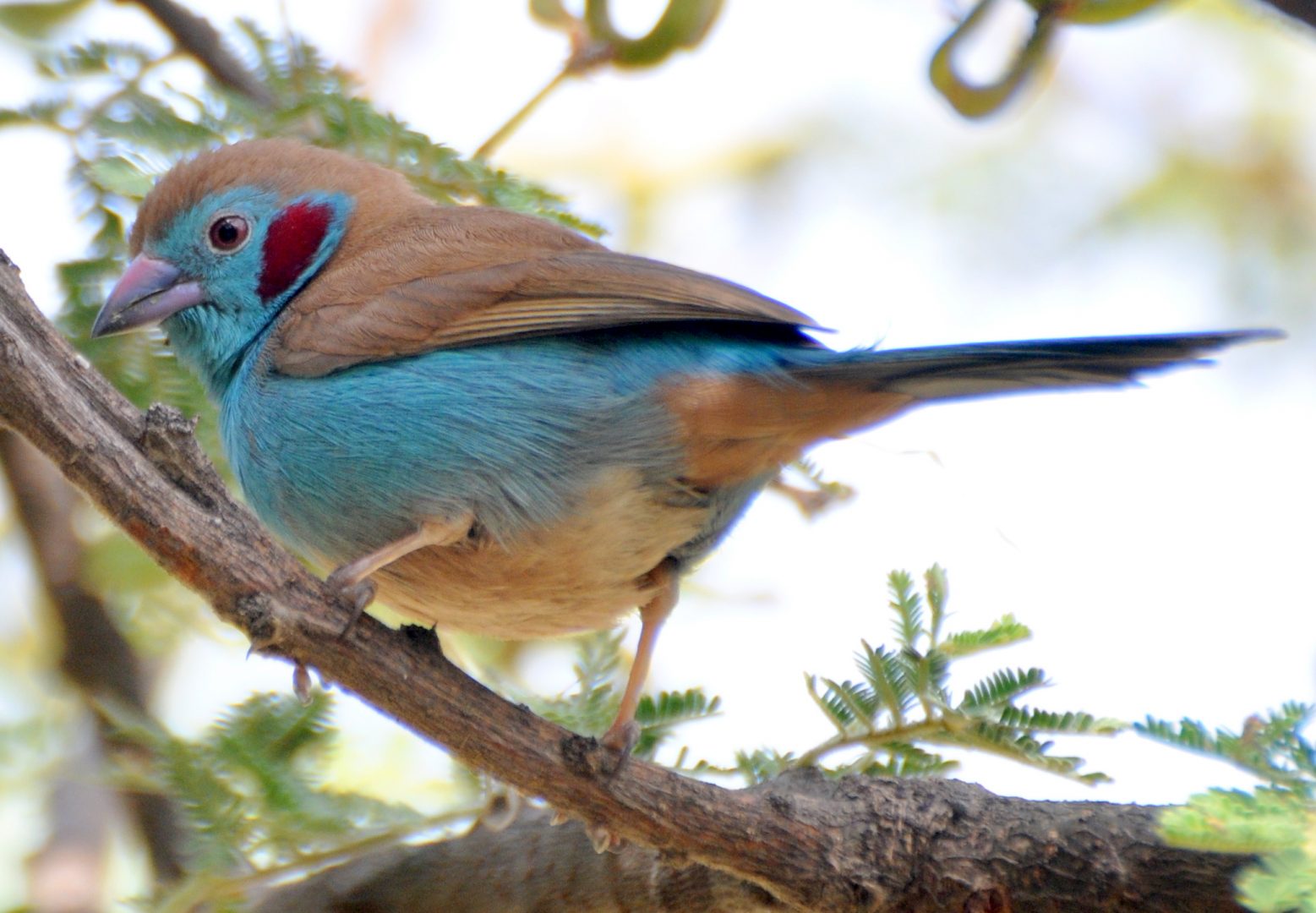 Azulito de Senegal en la naturaleza