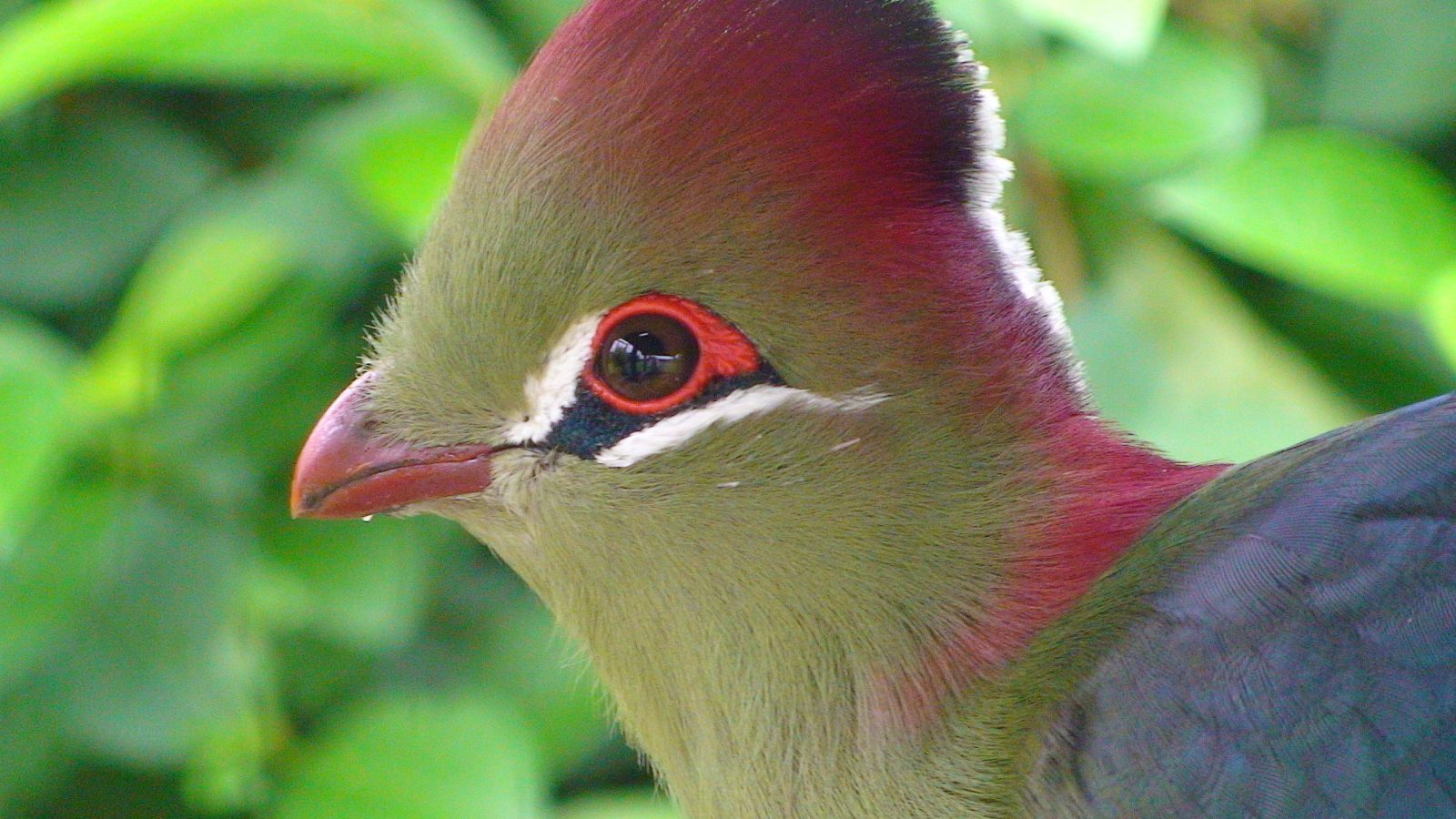 Cabeza del turaco