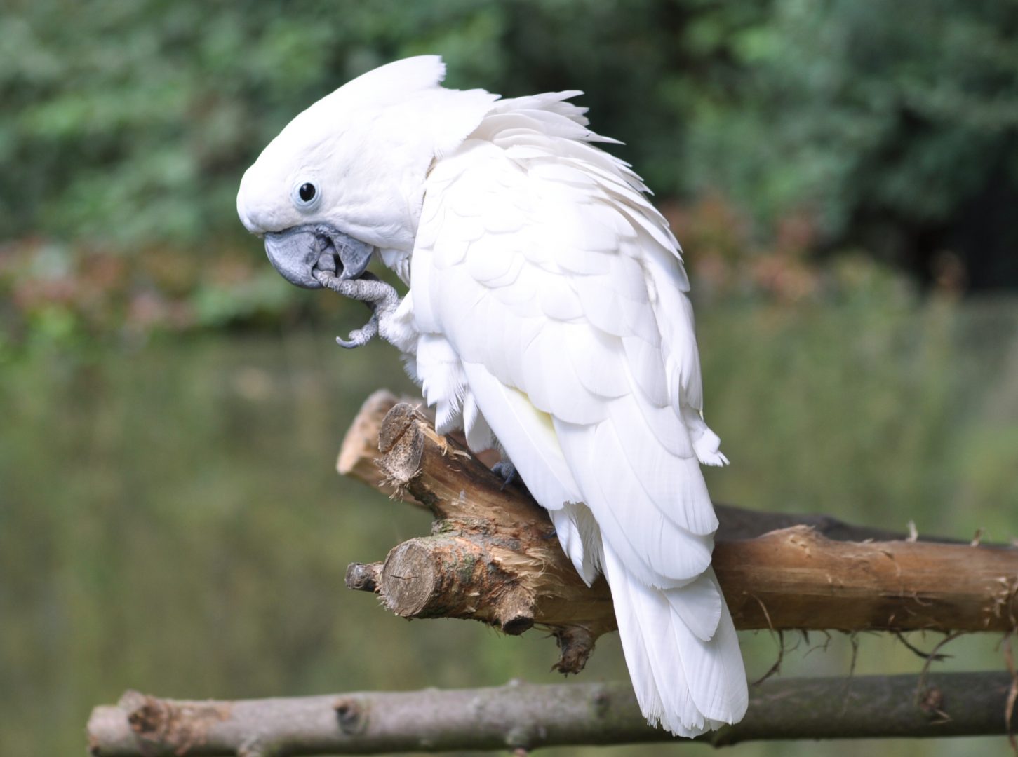 Cacatúa de plumaje blanco