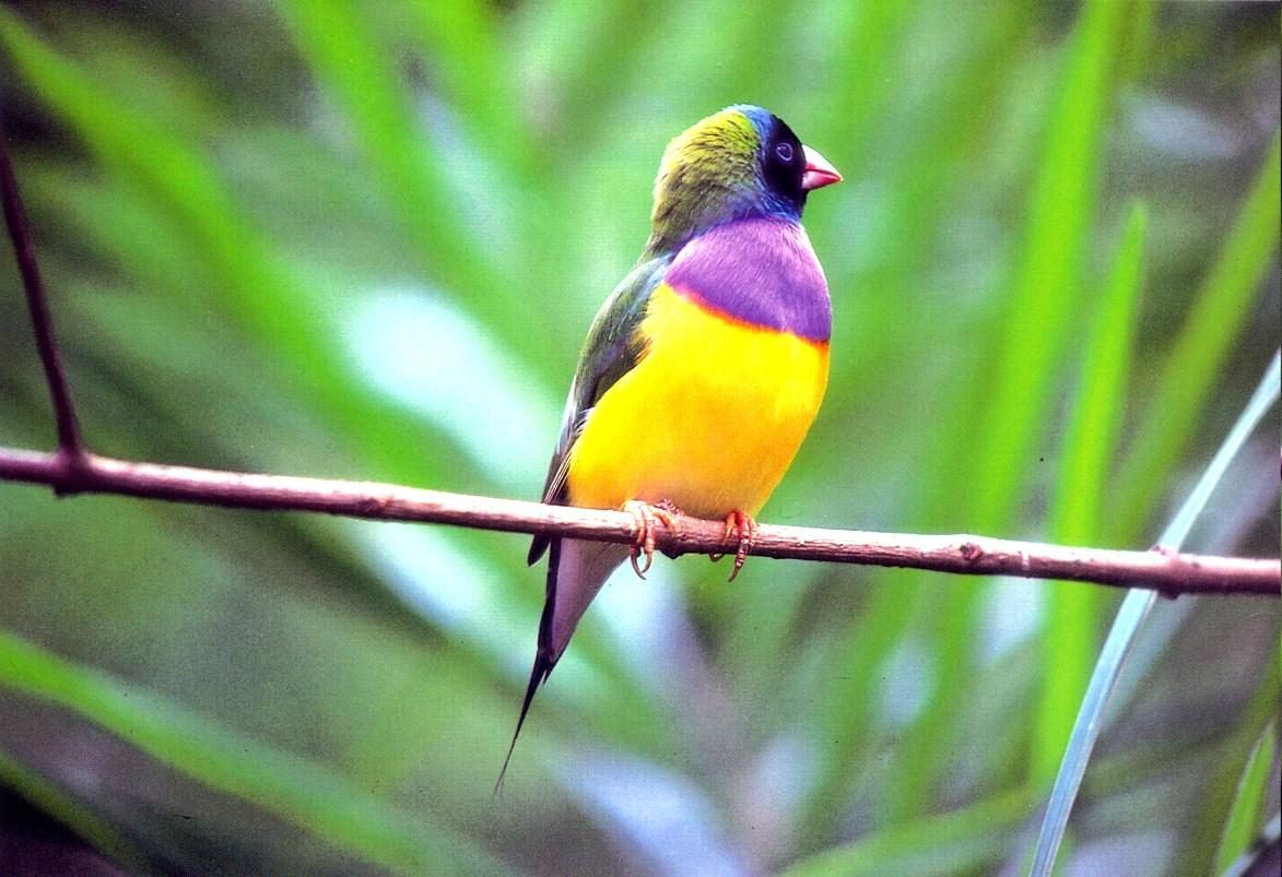 Diamante de Gould colorido