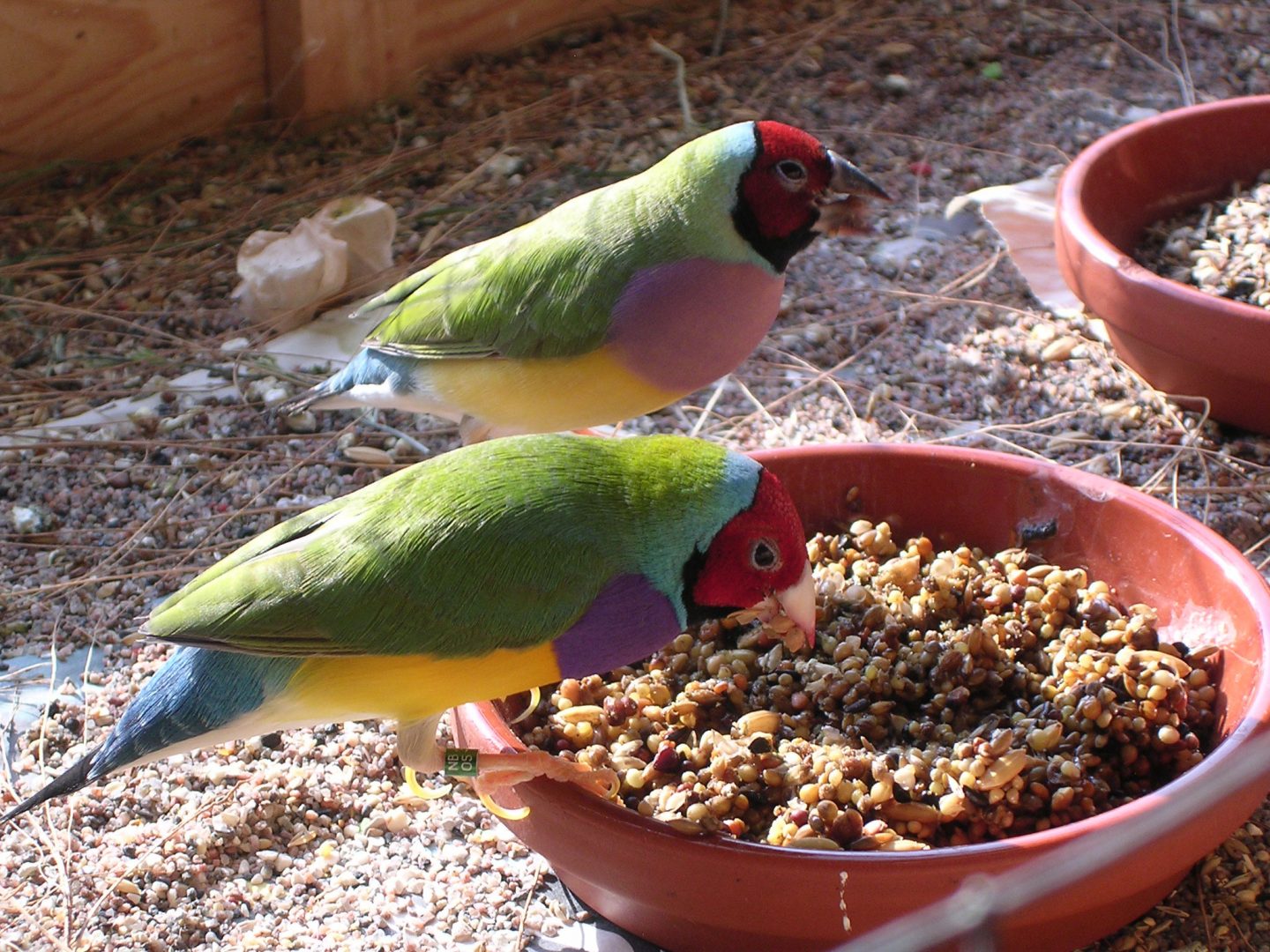 Diamantes de Gould