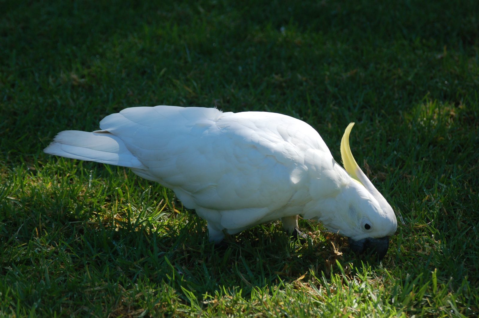 Fotos de cacatúas