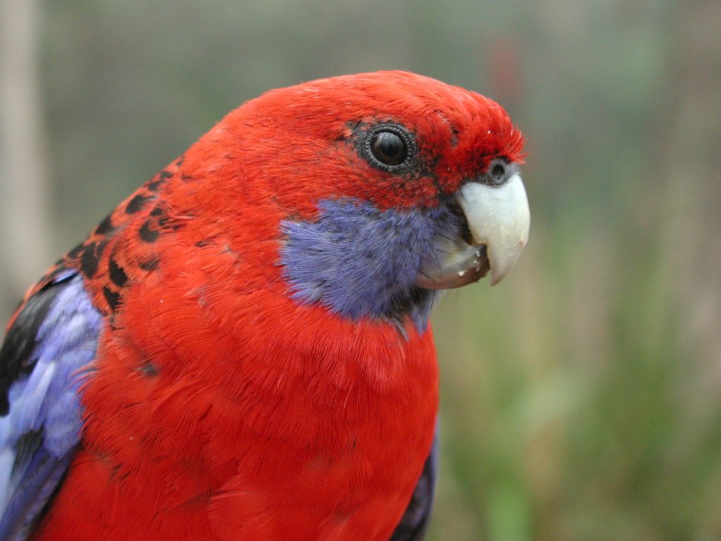 Fotos de rosellas