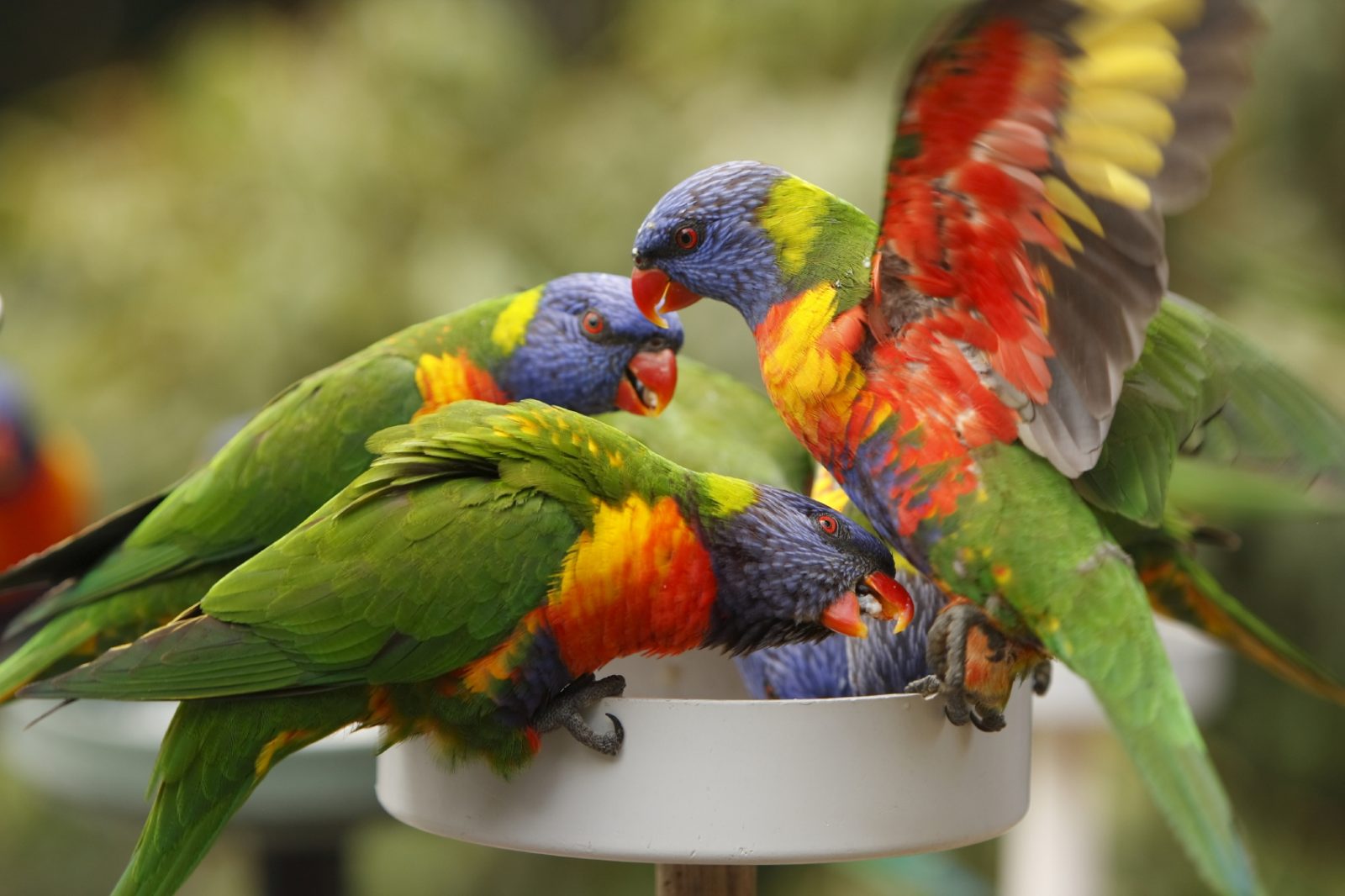 Grupo de papagayos