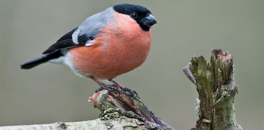 Pájaros Camachuelos