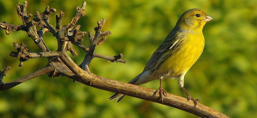 Pájaros Canarios