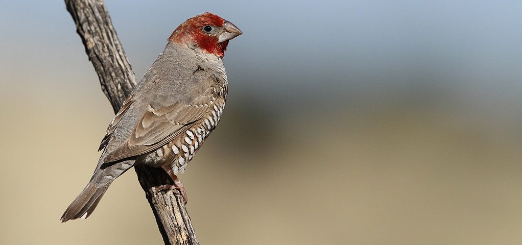 Pájaros Capuchinos de cabeza roja