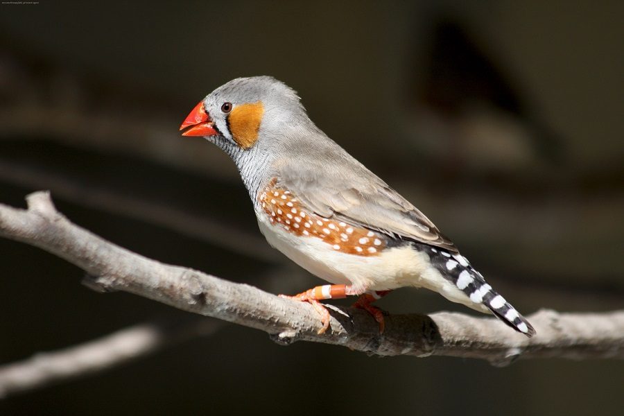 Pájaros Diamantes mandarines