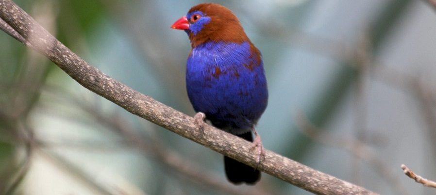 Pájaros Estrildas violetas