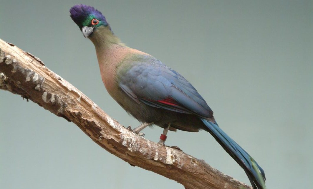 Pájaros Turacos