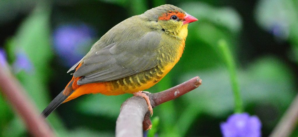 Pájaros Vientres naranjas