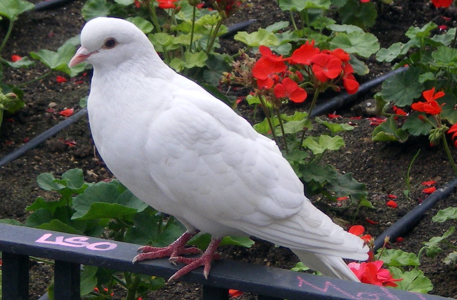 Paloma posada en un árbol