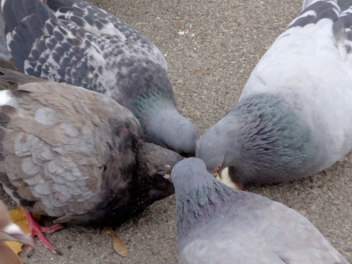 Palomas comiendo