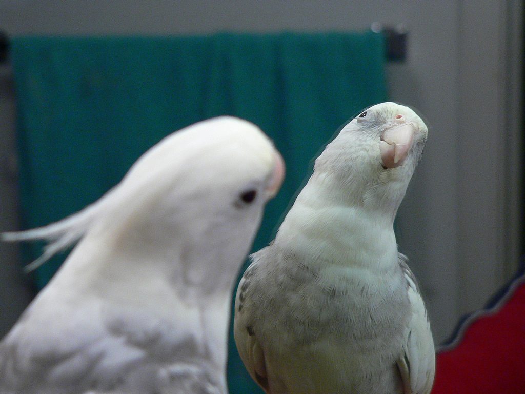 Pareja de carolinas