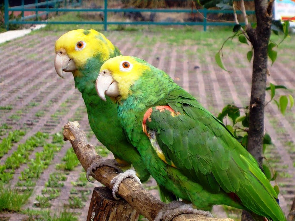 Pareja de loros