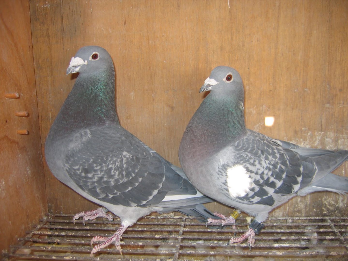 Pareja de palomas