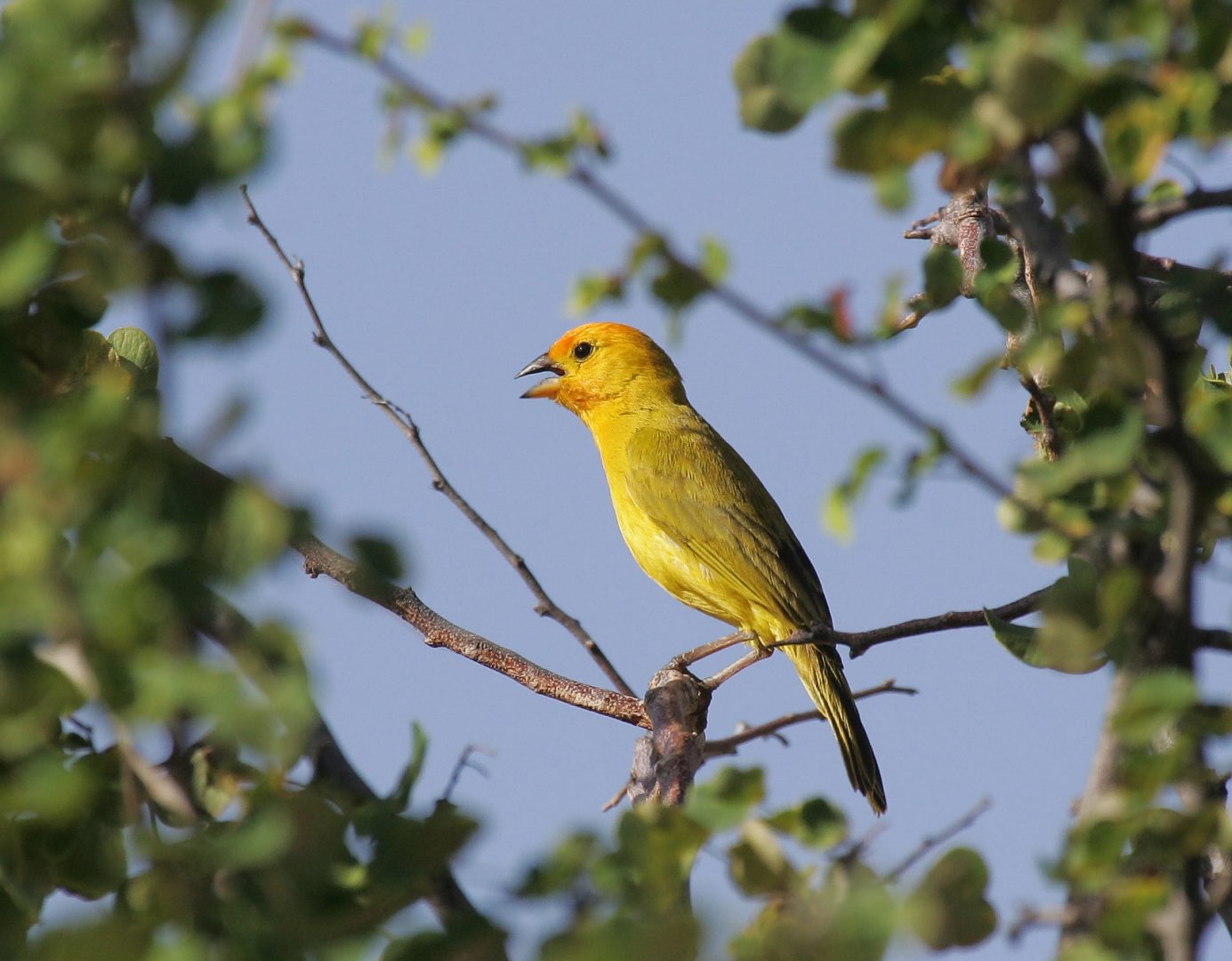 Sicalis flaveola