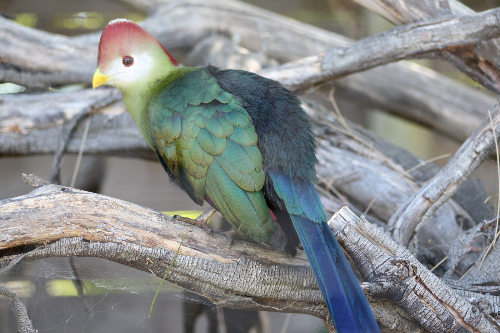 Turaco africano