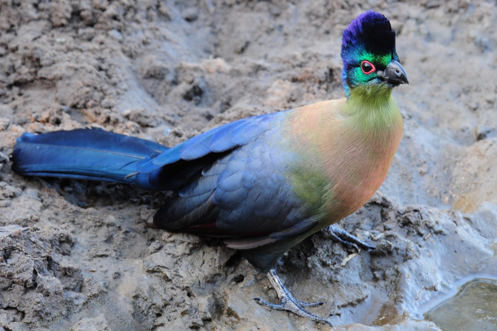 Turaco colorido