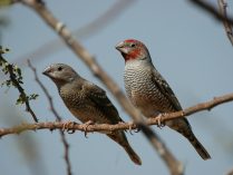 Amadina erythrocephala