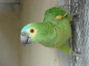 Amazona de frente Azul