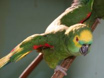 Amazona de frente Azul con las alas abiertas