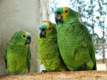 Aves Amazonas de frente Azul