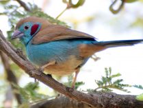 Azulito de Senegal en la naturaleza