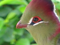 Cabeza del turaco