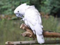 Cacatúa de plumaje blanco