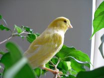 Canario amarillo salvaje