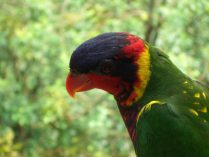 Colores de las plumas del lori