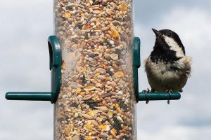 Todo lo que debes de saber sobre la comida para pájaros