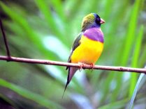 Diamante de Gould colorido