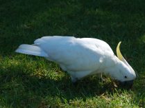 Fotos de cacatúas