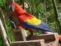 Guacamayo en el zoo