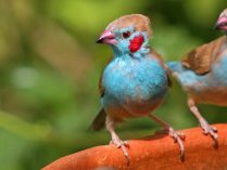 Pájaros Azulitos de Senegal