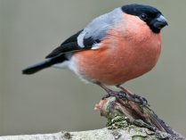 Pájaros Camachuelos