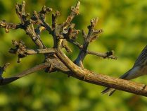 Pájaros Canarios