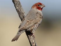 Pájaros Capuchinos de cabeza roja