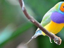 Pájaros Diamante de Gould