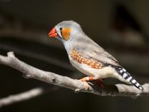 Pájaros Diamantes mandarines