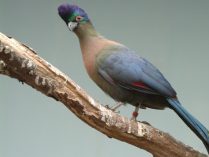 Pájaros Turacos