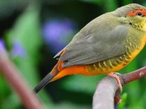 Pájaros Vientres naranjas