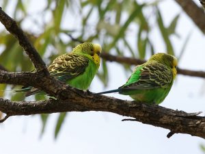 Pareja de periquitos