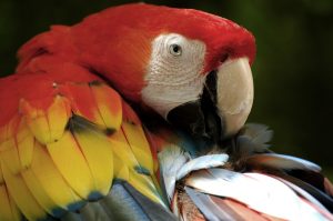 Plumaje del guacamayo