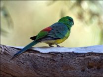 Rabadilla roja en un árbol