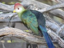 Turaco africano